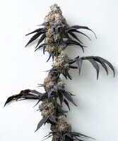 Barneys Farm Samen Rainbow Sherbet feminisiert - 3 Seeds