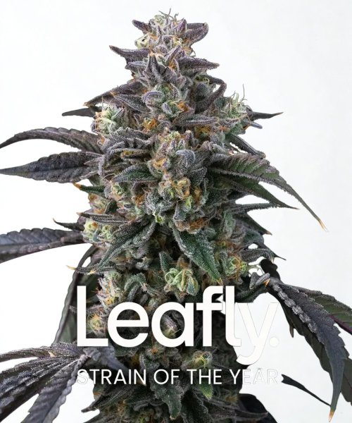 Barneys Farm Samen Super Boof feminisiert - 3 Seeds