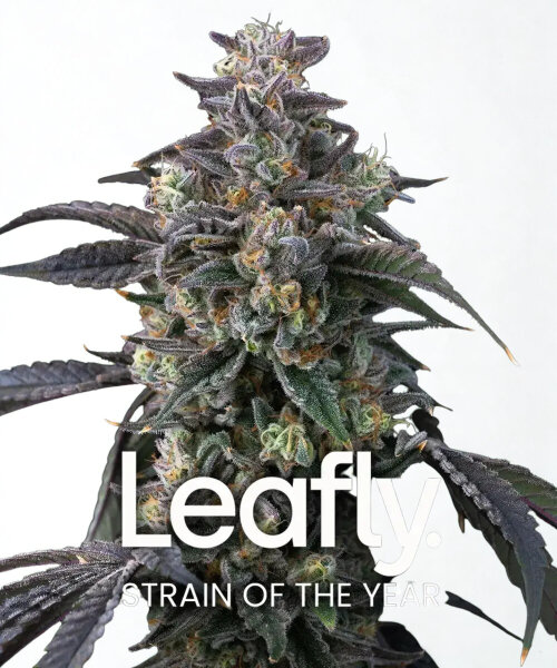 Barneys Farm Super Boof - 3 Seeds