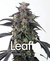 Barneys Farm Samen Super Boof feminisiert - 3 Seeds