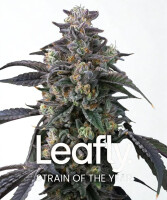 Barneys Farm Super Boof - 3 Seeds