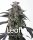 Barneys Farm Samen Super Boof feminisiert - 3 Seeds