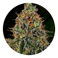 Barneys Farm Tangerine Dream Auto - 5 Seeds