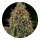 Barneys Farm Tangerine Dream Auto - 5 Seeds