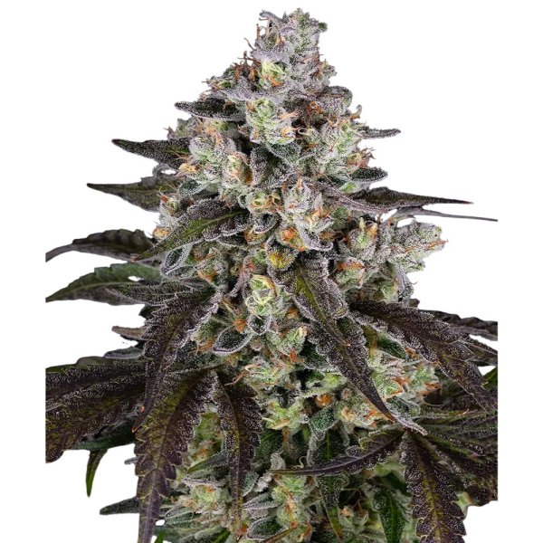 Barneys Farm Samen Trainwreck feminisiert - 3 Seeds