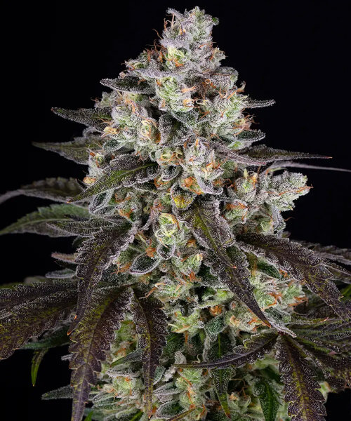 Barneys Farm Trainwreck - 3 Seeds