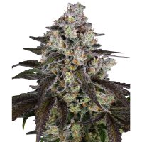Barneys Farm Samen Trainwreck feminisiert - 3 Seeds