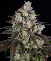 Barneys Farm Trainwreck - 3 Seeds