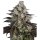 Barneys Farm Samen Trainwreck feminisiert - 3 Seeds