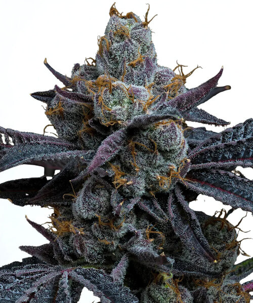 Barneys Farm White Runtz - 3 Seeds
