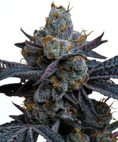 Barneys Farm White Runtz - 3 Seeds