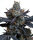 Barneys Farm White Runtz - 3 Seeds