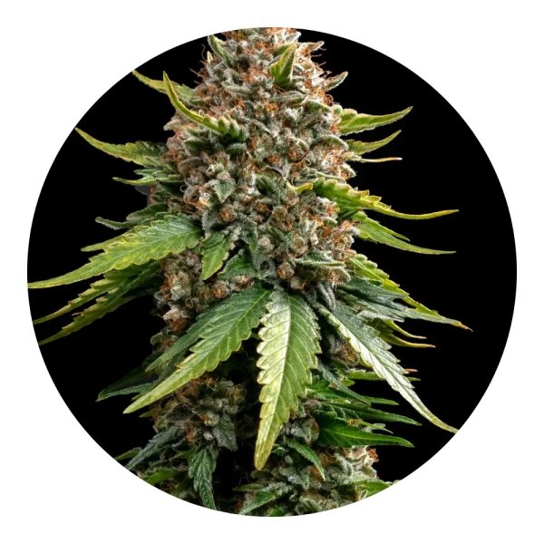 Barneys Farm White Widow XXL Auto - 3 Seeds