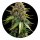 Barneys Farm White Widow XXL Auto - 3 Seeds