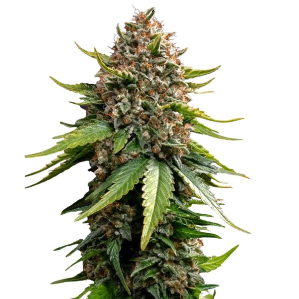 Barneys Farm White Widow XXL Auto - 5 Seeds