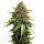 Barneys Farm White Widow XXL Auto - 5 Seeds