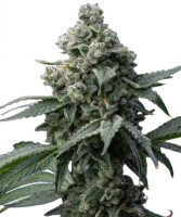 Barneys Farm Bruce Banner - 3 Seeds