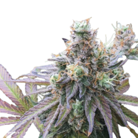 Steckling Charlotte´s Angel CBD