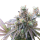 Steckling Charlotte´s Angel CBD