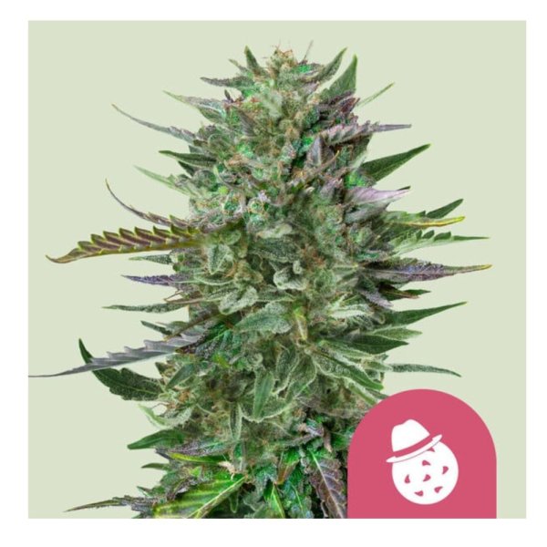 Royal Queen Seeds Samen Do-si-dos feminisiert (3 Samen)