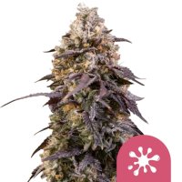 Royal Queen Seeds Samen Sticky Queen feminisiert (3 Samen)