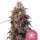 Royal Queen Seeds Samen Sticky Queen feminisiert (3 Samen)