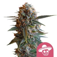 Royal Queen Seeds Samen Mexican Rush feminisiert (3 Samen)