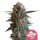 Royal Queen Seeds Samen Mexican Rush feminisiert (3 Samen)
