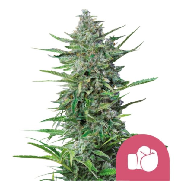 Royal Queen Seeds Samen Purple Punch feminisiert (3 Samen)