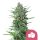 Royal Queen Seeds Samen Purple Punch feminisiert (3 Samen)