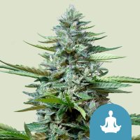 Royal Queen Seeds Samen CBD Stress Killer Auto (1 Samen)