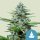 Royal Queen Seeds Samen CBD Stress Killer Auto (1 Samen)
