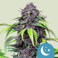 Royal Queen Seeds Samen CBD Purplematic Auto (1 Samen)