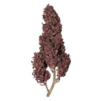 Royal Queen Seeds Samen CBD Purplematic Auto (1 Samen)