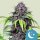 Royal Queen Seeds Samen CBD Purplematic Auto (1 Samen)