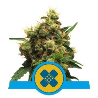 Royal Queen Seeds Samen CBD Painkiller XL feminisiert (1...