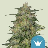 Royal Queen Seeds Samen CBD Royal Highness feminisiert (1...