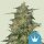 Royal Queen Seeds Samen CBD Royal Highness feminisiert (1 Samen)