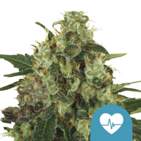 Royal Queen Seeds Samen CBD Medical Mass feminisiert (1...