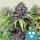 Royal Queen Seeds Samen CBD Medical Mix feminisiert (5 Samen)