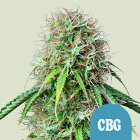 Royal Queen Seeds Samen Royal CBG Auto (1 Samen)