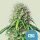 Royal Queen Seeds Samen Royal CBG Auto (1 Samen)