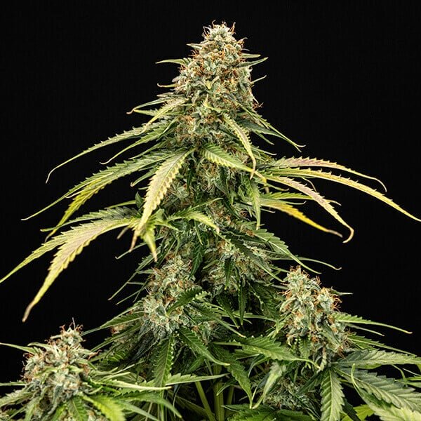 Royal Queen Seeds Epsilon F1 Auto (1 Samen)