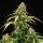 Royal Queen Seeds Epsilon F1 Auto (1 Samen)