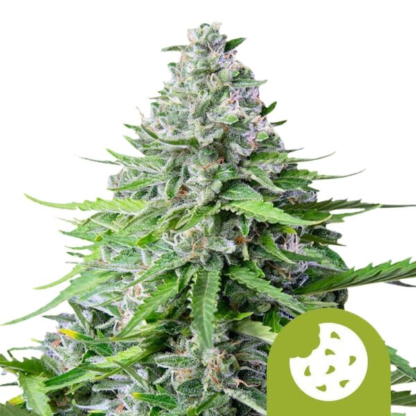 Royal Queen Seeds Samen Royal Cookies Auto (1 Samen)