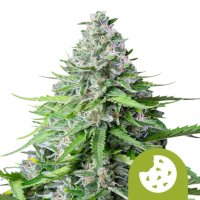 Royal Queen Seeds Samen Royal Cookies Auto (1 Samen)