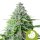 Royal Queen Seeds Samen Royal Cookies Auto (1 Samen)