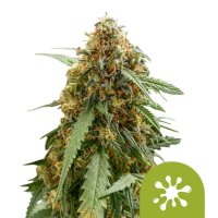 Royal Queen Seeds Samen Sticky Queen Auto (1 Samen)