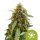 Royal Queen Seeds Samen Sticky Queen Auto (1 Samen)