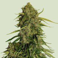 Royal Queen Seeds Samen CBD Atlas F1 Auto (1 Samen)